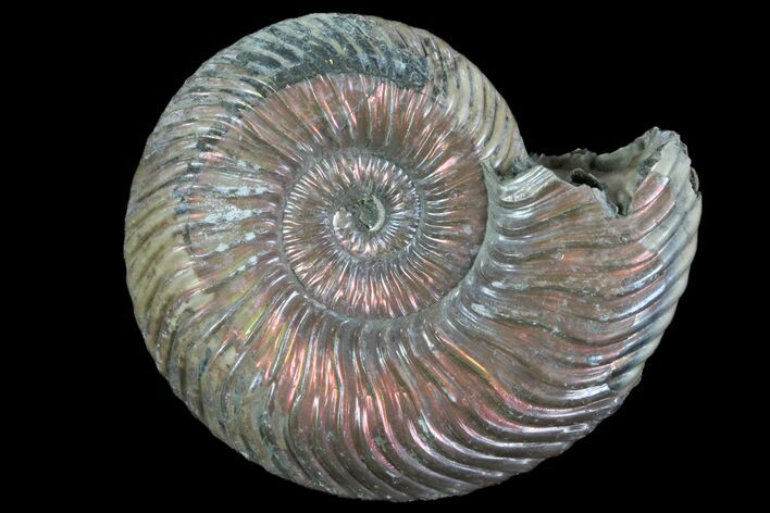 Iridescent Ammonite (Quenstedticeras) Fossil With Pyrite #78495
